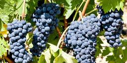 Merlot – En blå vindruva uppskattad världen över