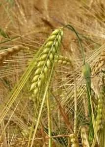 Har du testat Barley Wine?
