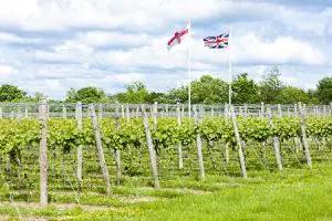 Britterna har fått vingårds-vansinne!