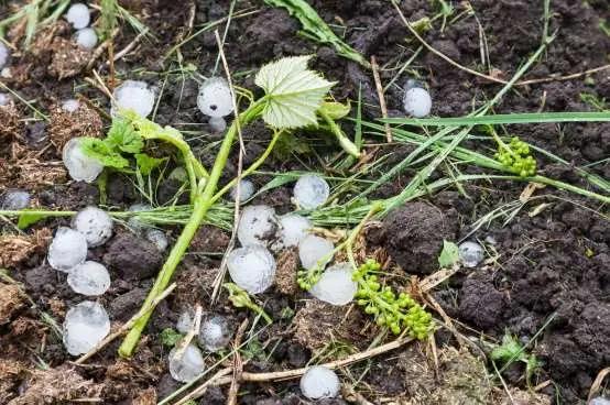 vattenkrisen - stora hagelklumpar i vingåden