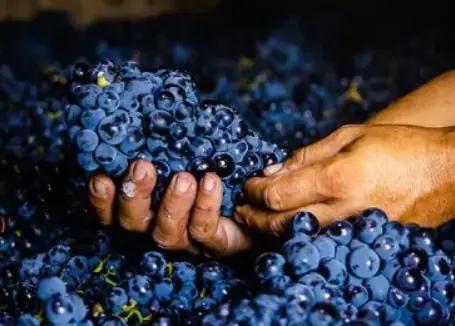Conte Vistarino, högkvalitativa viner från Pinot Noir druvan 