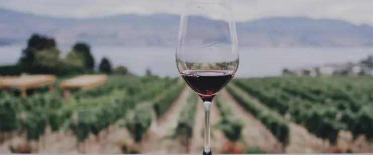 Tallarini-gården producerar 240 000 flaskor vin per år