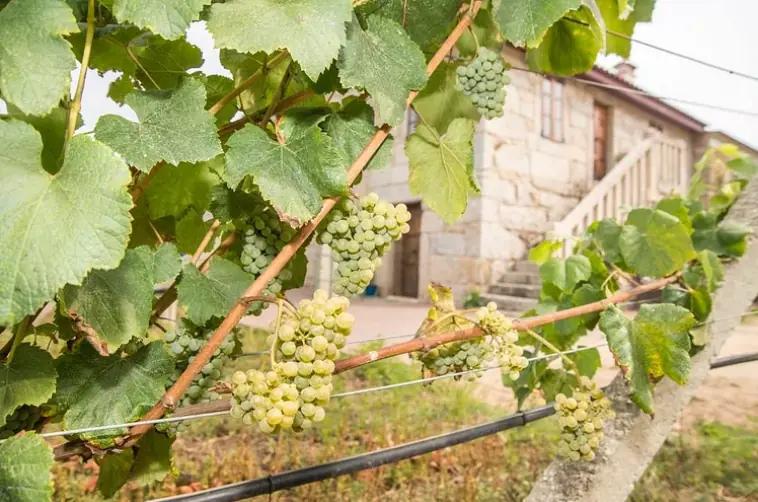 Corisca - Odlar druvan Albarino ekologiskt 