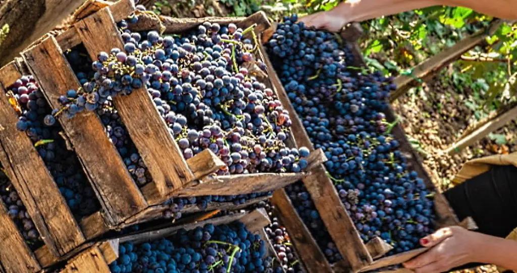 tempranillo - druvor
