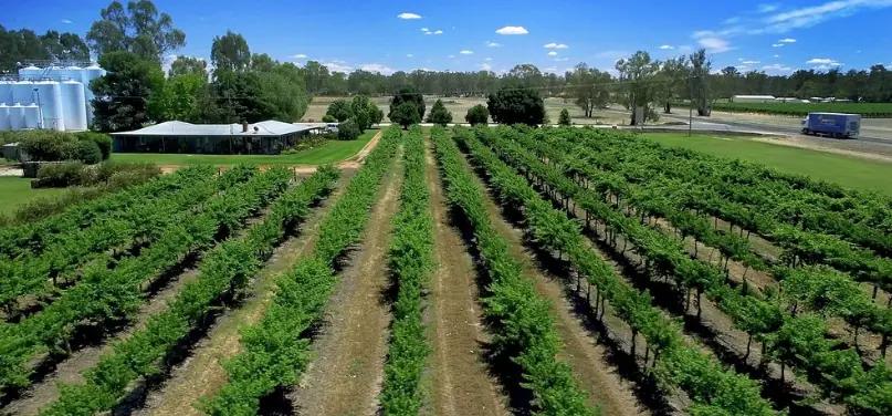 Andrew Peace Wines - vingården som odlar druvor utan bekämpningsmedel 