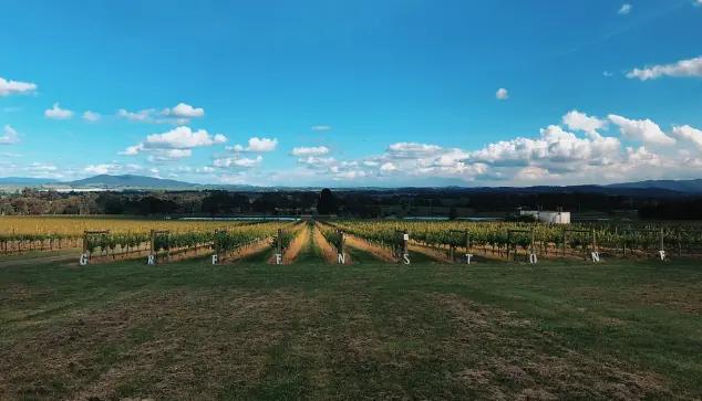 Greenstone Vineyards - vingården som producerar en liten kvantitet av viner 