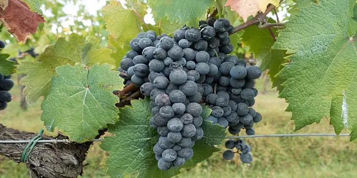 Vinlandet Bulgarien – en lång vintradition