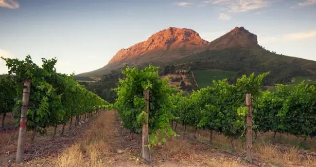 #SaveSAwine - vingård