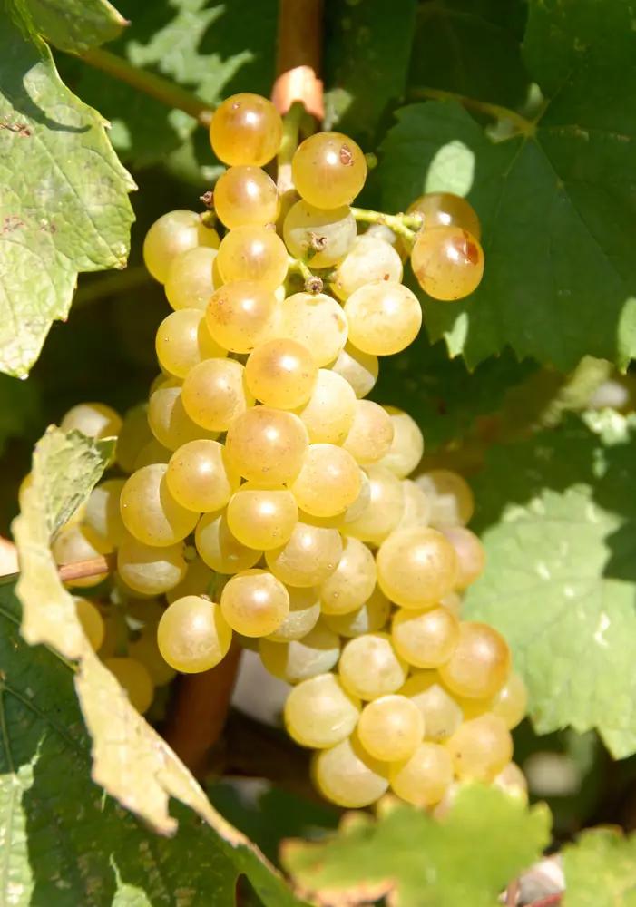 Côtes du Rhône – Ett väldigt uppskattat vinområde