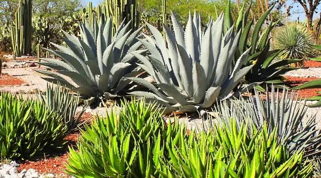 Mezcal-agave-plantor