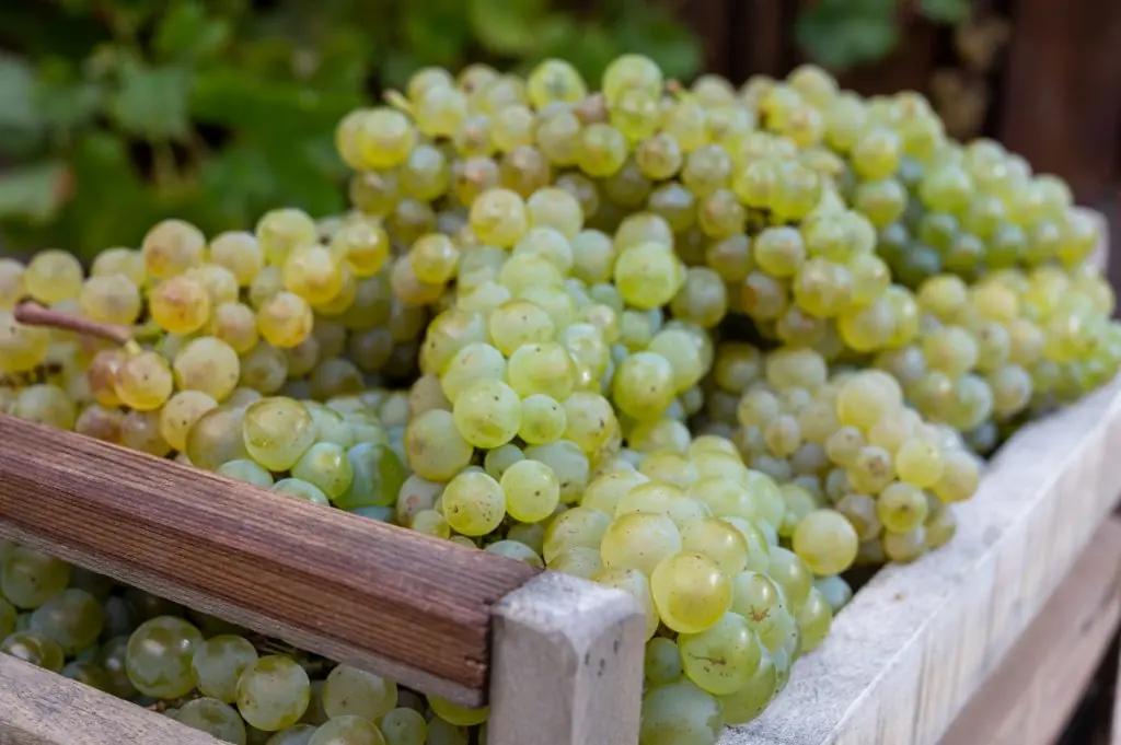 blanc-de-blanc-champagne