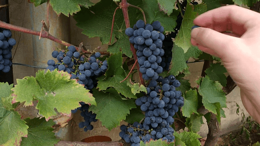 Cluster of black grapes in vineyard