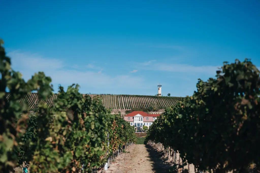 Upptäck Neverland Vineyards – En ekologisk drömvärld i hjärtat av Tyskland