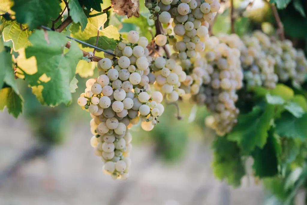 Upptäck Neverland Vineyards – En ekologisk drömvärld i hjärtat av Tyskland