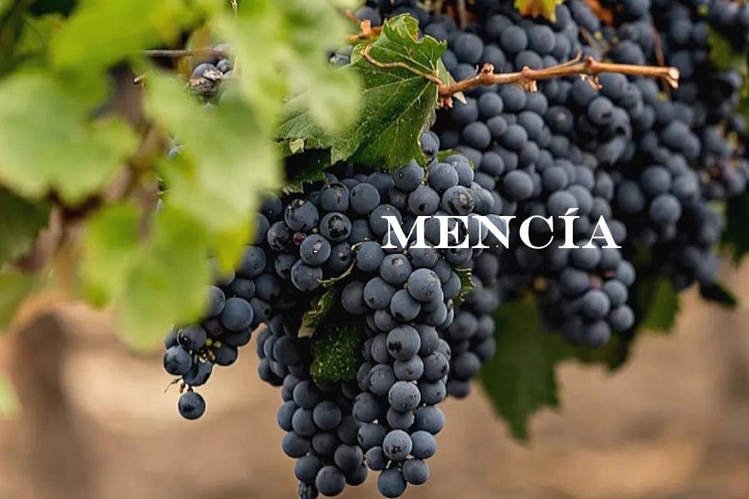 mencia - omslag
