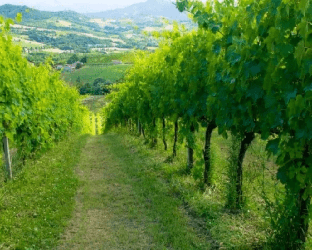 Azienda Agricola Biologica Sgaly di Tommaso Sgalippa: Naturens viskning bland kullarna