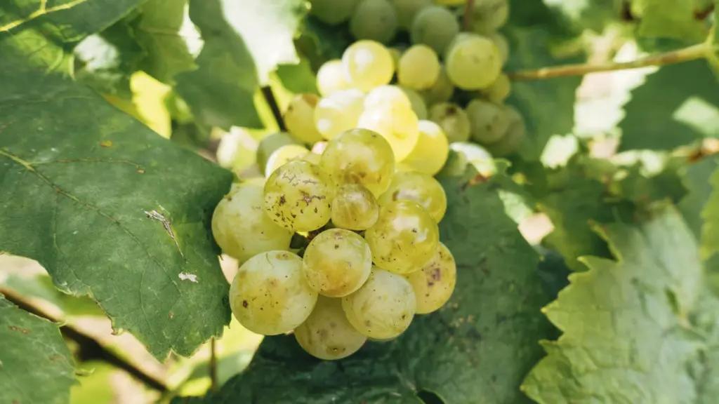 sauvignon blanc