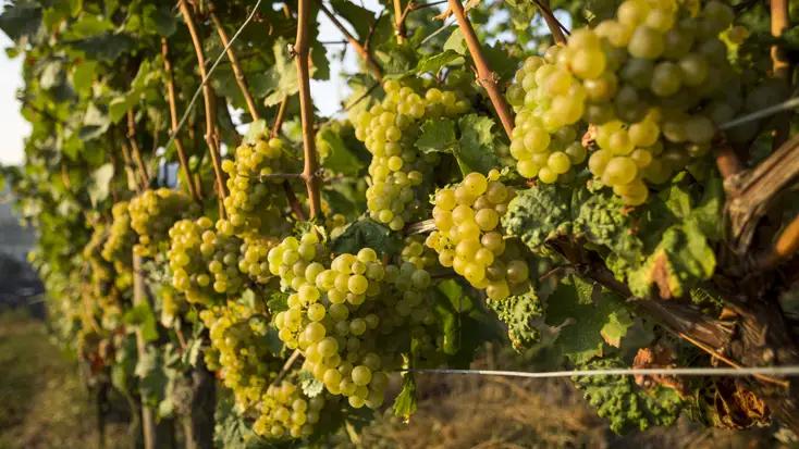 Riesling