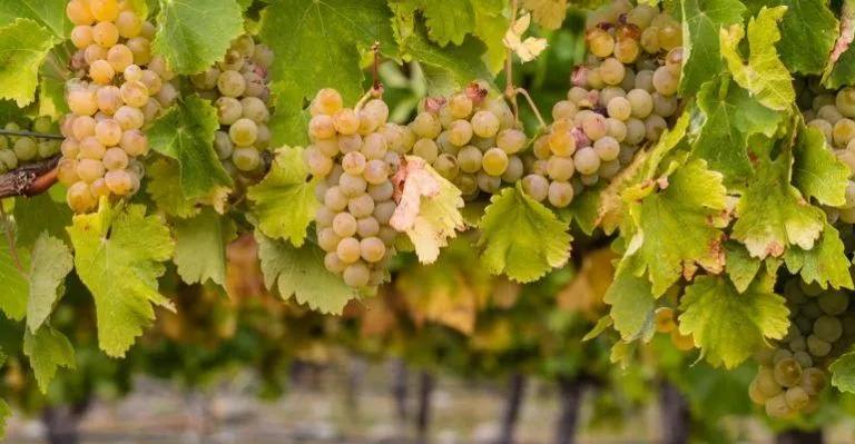 Chardonnay