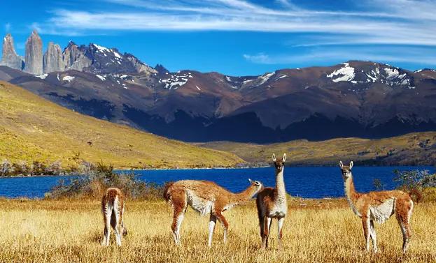 vinlandet-chile-naturreservat-Torres-del-Paine
