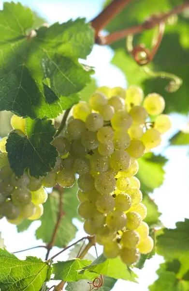 Riesling druvor