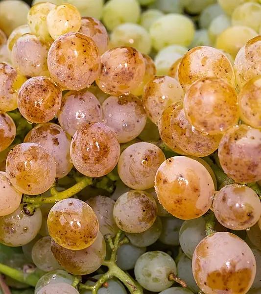 Rieslingweeks – den 13 mars firar vi Riesling igen!