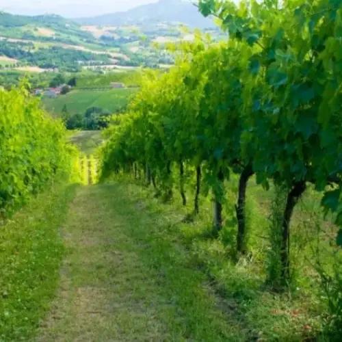 Azienda Agricola Biologica Sgaly di Tommaso Sgalippa: Naturens viskning bland kullarna